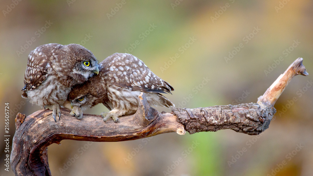 Two little owls (Athene noctua) sitting on a stick pressed against each other. Two little owls (Athene noctua) sitting on a stick pressed against each other.