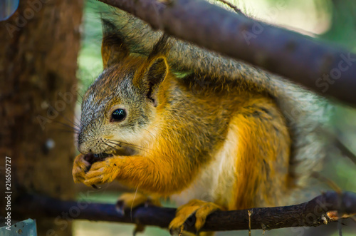 red squirrel in summer