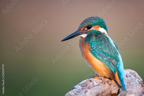 Common Kingfisher (Alcedo atthis) sitting on a beautiful background © Tatiana