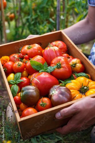Φωτογραφία Freshly picked heirloom tomato harvest: pear shaped, beef heart, tigerella, brandywine, cherry, black