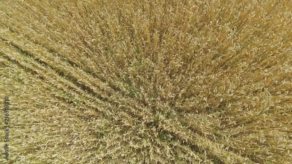 AERIAL: Flight over the wheat field in sunset AERIAL: Flight over the wheat field in sunset