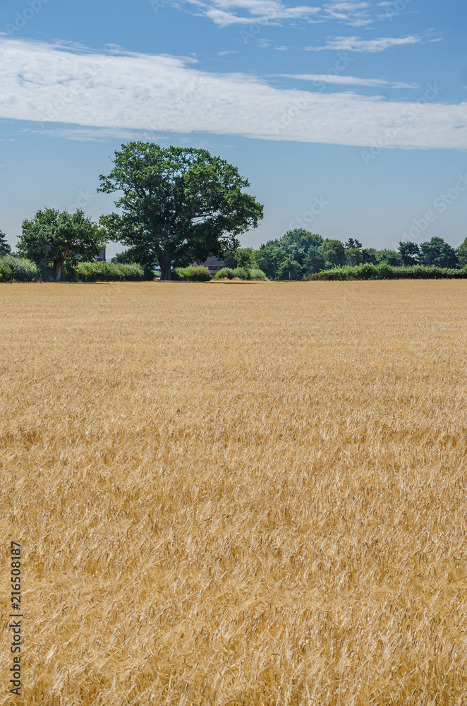 A view looking across a field of wheat.