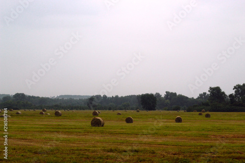 In the summer, hay in a meadow