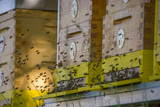 bee hives - bee breeding (Apis mellifera) close up