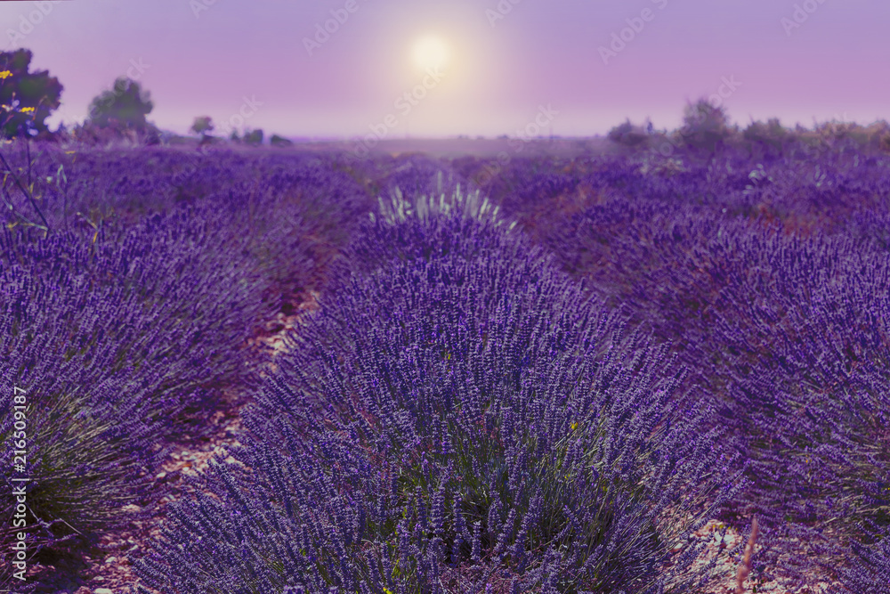 Lavender field. Harvesting. Beautiful sky. Against the backdrop of mountains and clouds. French Provence. Surroundings of Valansol. Map. Toned.