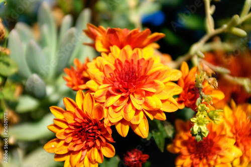 Dahlia Motto     Harris Seeds  Dinnerplate dahlias