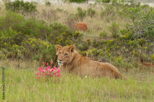 Lion & Flower