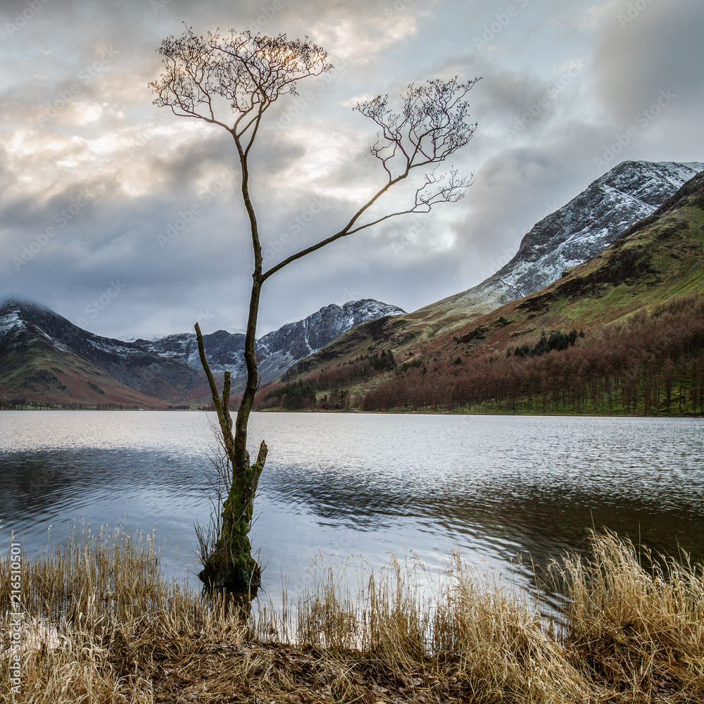 The Lone Tree, Buttermere.