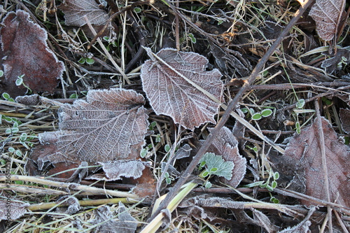 Gefrorenes Laub