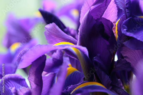 Fotografie, Obraz Purple delicate iris flowers