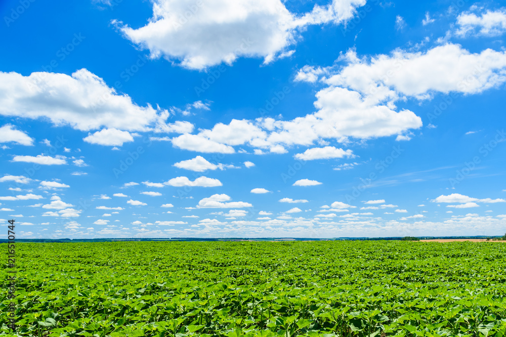 Field of the young unripe sunflowers under blue sky and clouds Field of the young unripe sunflowers under blue sky and clouds
