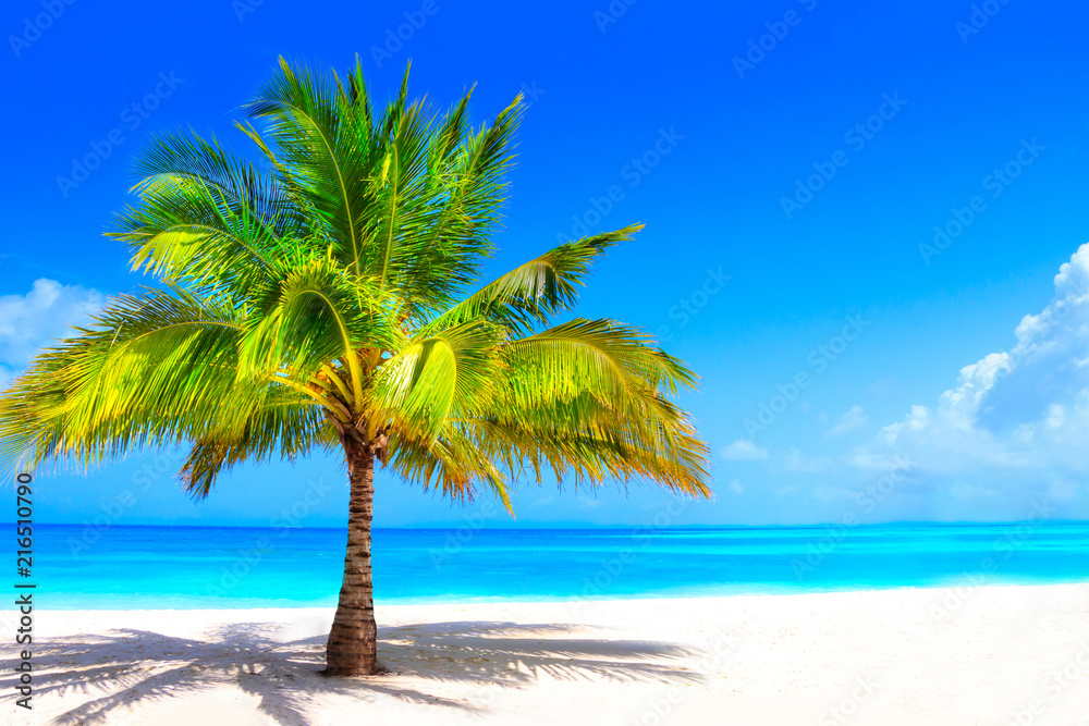 Surreal and wonderful dream beach with palm tree on white sand and turquoise ocean