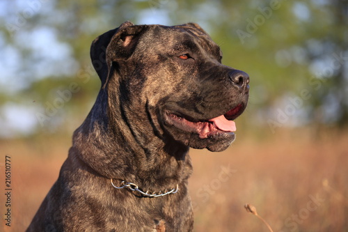 Portrait of the Cane Corso  dog in the open air
