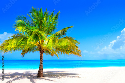 Fototapeta Naklejka Na Ścianę i Meble -  Surreal and wonderful dream beach with palm tree on white sand and turquoise ocean