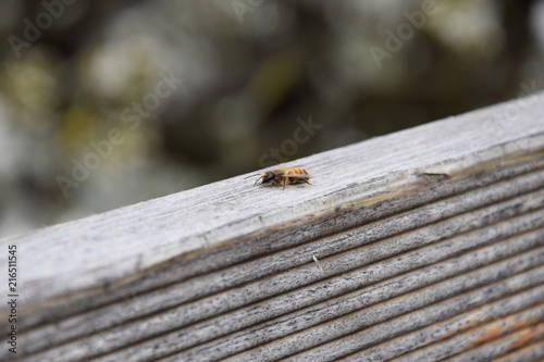 Flauschige Biene
