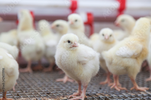 chickens on a small farm 