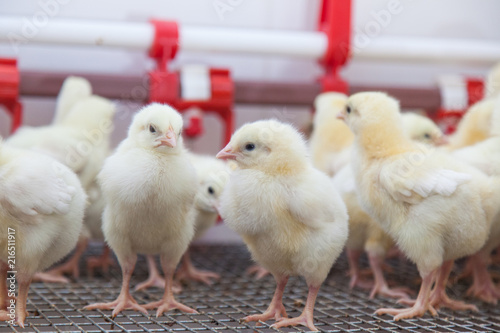 chickens on a small farm 