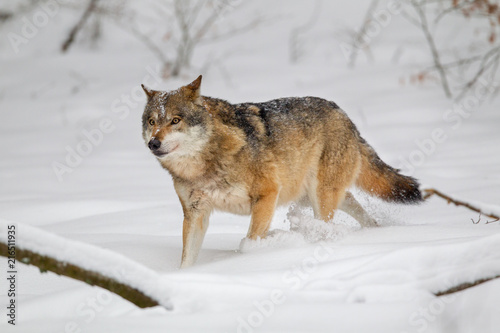 Wolf (Canis lupus) im Winter im Tier-Freigelände im Nationalpark Bayrischer Wald, Deutschland.
