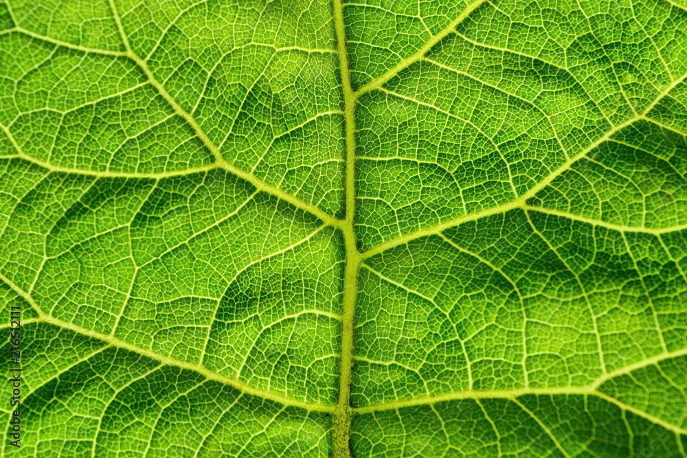 Reverse side of green leaf macro. Texture. Background Reverse side of green leaf macro. Texture. Background