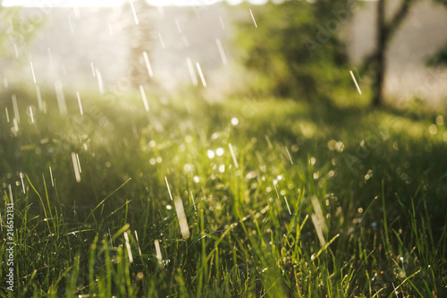 Eine Wiese während eines Sommerregens