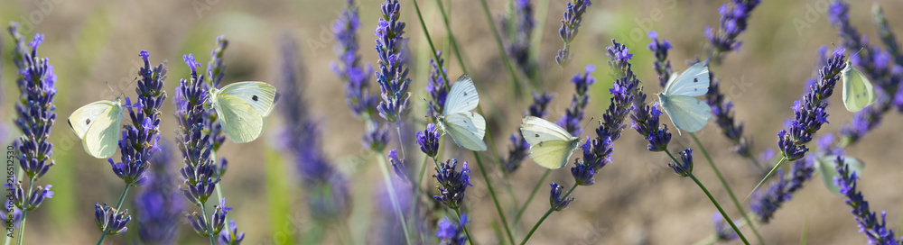 Fototapeta premium biały motyl na lawendowych kwiatach fotografia makro