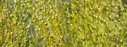 ripe flax on a field close up (linen plant)