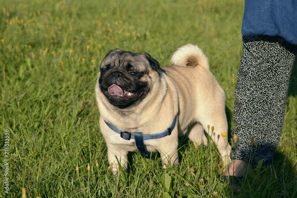 Sunstroke, health of pets in the summer.  Young pug-dog. Sun. Owner. Funny face. How to protect your dog from overheating. Training of dogs.  Young energetic dog on a walk. 