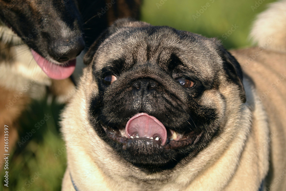 Sunstroke, health of pets in the summer.  Young pug-dog. Sun. Owner. Funny face. How to protect your dog from overheating. Training of dogs.  Young energetic dog on a walk. 