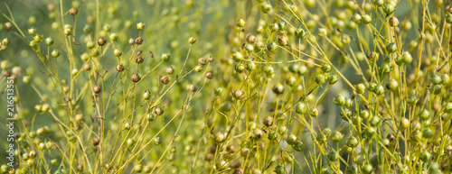 Schilderij op canvas ripe flax on a field close up (linen plant)