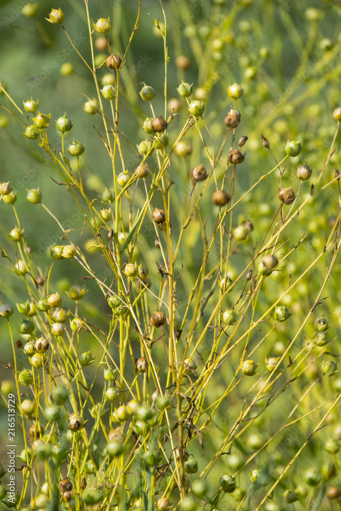 ripe flax on a field close up (linen plant) ripe flax on a field close up (linen plant)