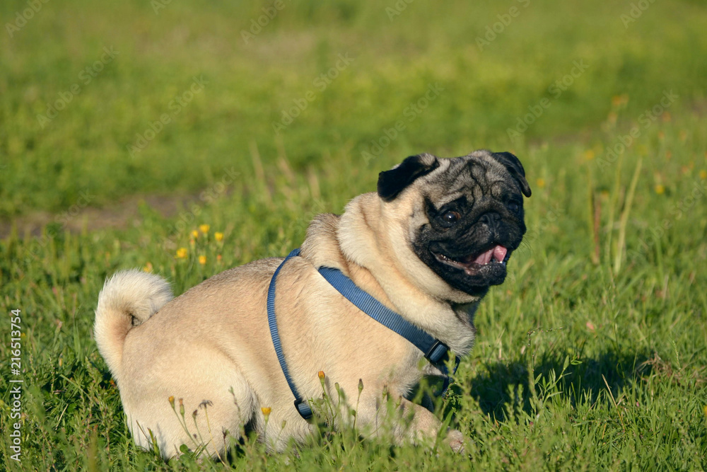 Sunstroke, health of pets in the summer.  Young pug-dog. Sun. Owner. Funny face. How to protect your dog from overheating. Training of dogs.  Young energetic dog on a walk. 