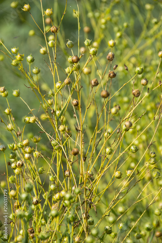 ripe flax on a field close up (linen plant)