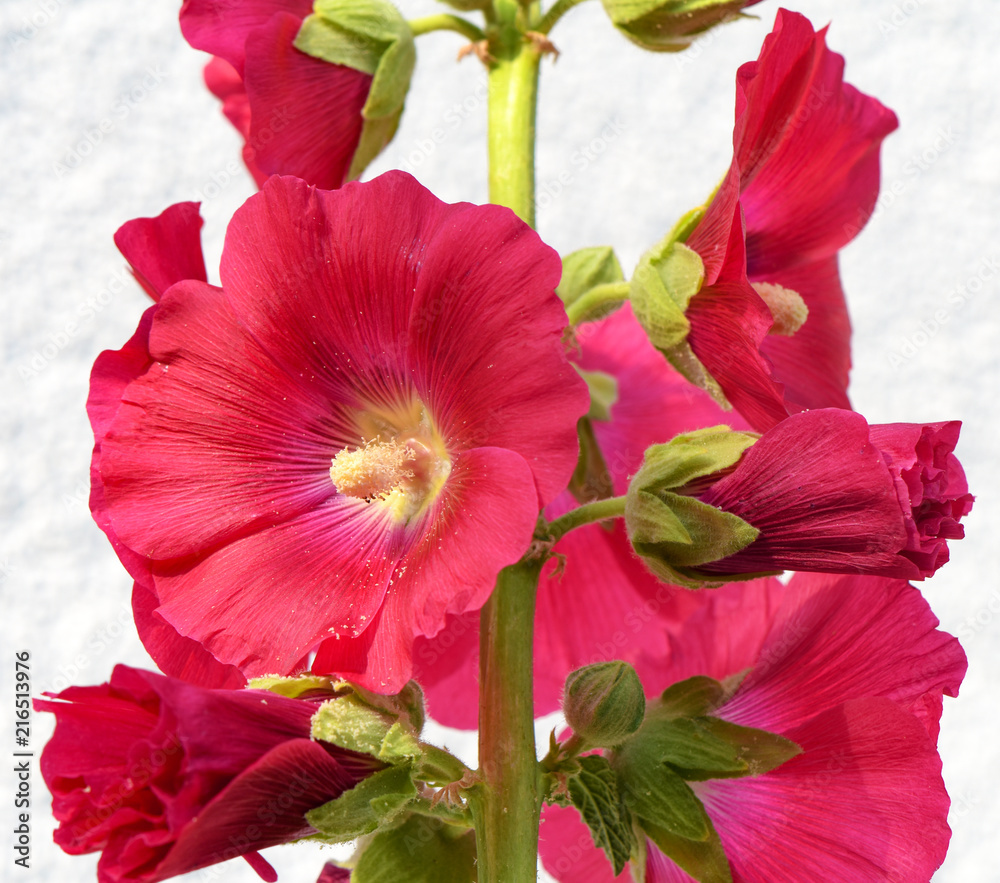 Red blooming hollyhock (Alcea rosea) in the garden in front of white background Red blooming hollyhock (Alcea rosea) in the garden in front of white background