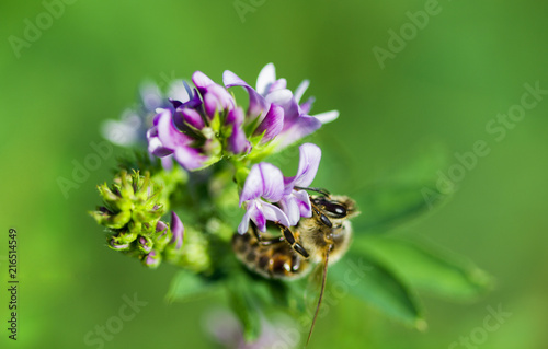 Bild auf Leinwand abeille sur fleur de luzerne