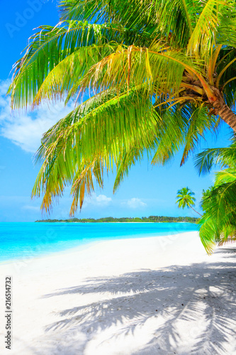 Wymarzona plaża z palmami na białym piasku i turkusowym oceanie