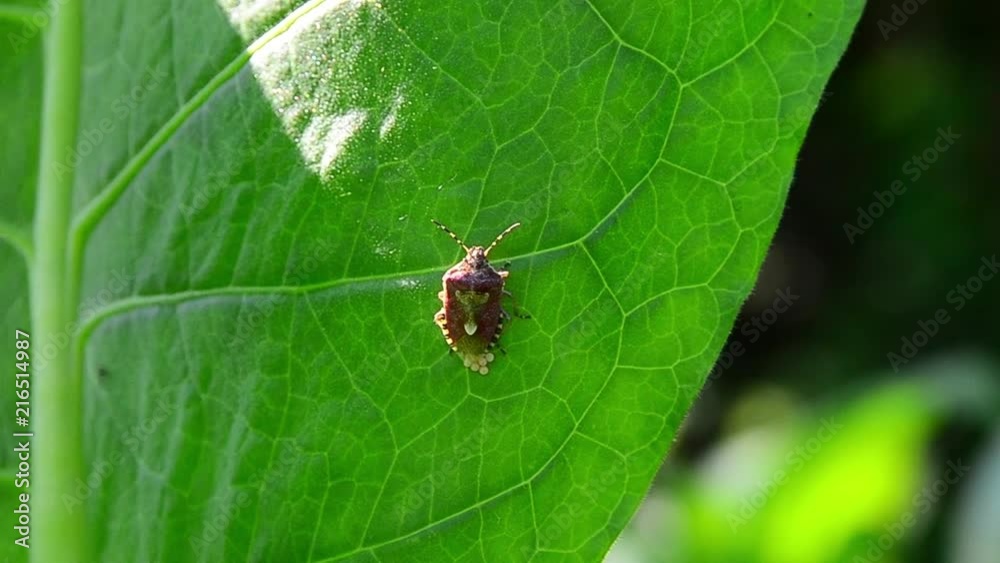 Dolycoris baccarum, sloe bug, lays eggs, Nicotiana tabacum, tobacco leaf