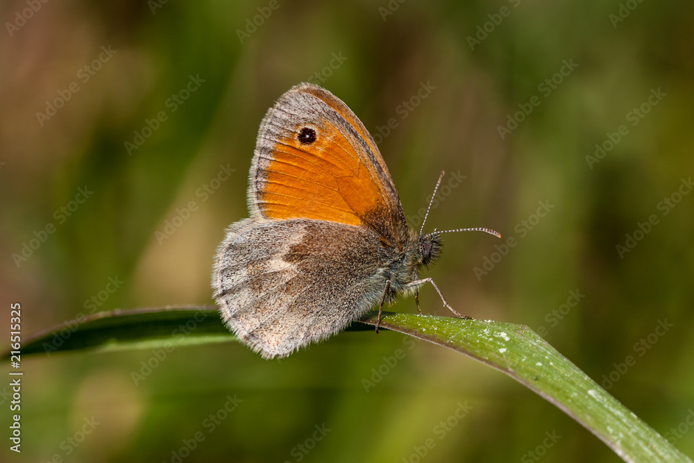 Kleines Wiesenvögelchen Kleines Wiesenvögelchen