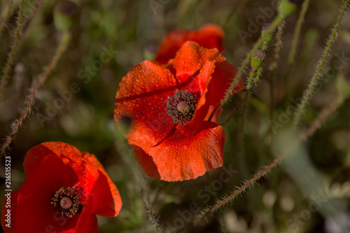 Fototapeta Naklejka Na Ścianę i Meble -  Flowers Red poppies blossom on wild field. Beautiful field red poppies with selective focus. Red poppies in soft light. Opium poppy. Natural drugs. Glade of red poppies. Lonely poppy. Soft focus blur