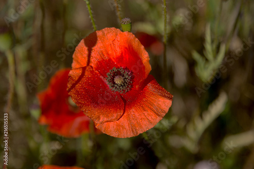 Fototapeta Naklejka Na Ścianę i Meble -  Flowers Red poppies blossom on wild field. Beautiful field red poppies with selective focus. Red poppies in soft light. Opium poppy. Natural drugs. Glade of red poppies. Lonely poppy. Soft focus blur