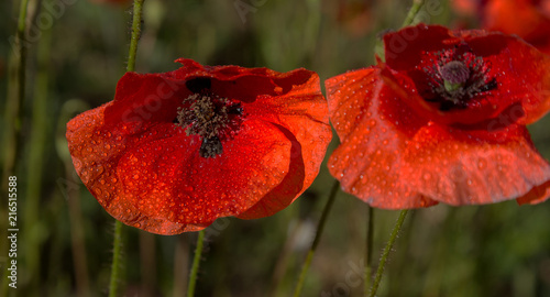 Flowers Red poppies blossom on wild field. Beautiful field red poppies with selective focus. Red poppies in soft light. Opium poppy. Natural drugs. Glade of red poppies. Lonely poppy. Soft focus blur