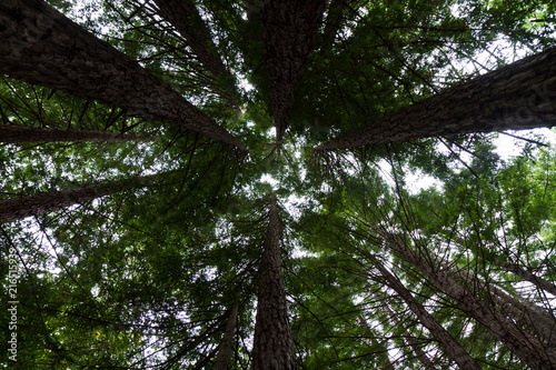 Wood forest tree