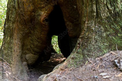 Wood forest tree