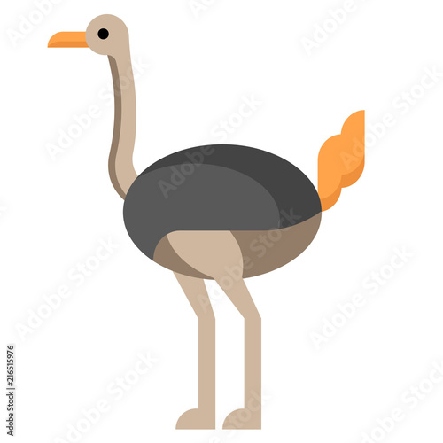 Ostrich flat illustration