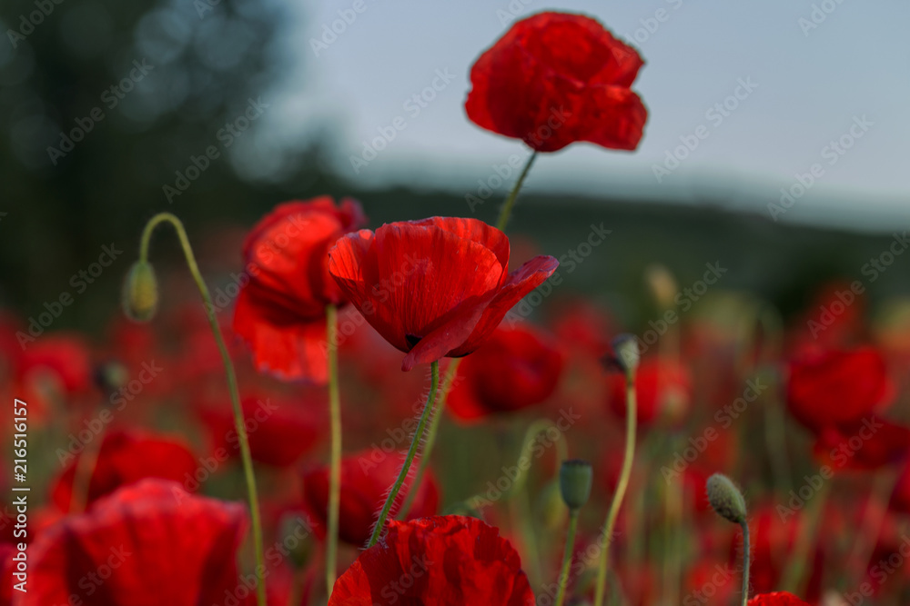 Flowers Red poppies blossom on wild field. Beautiful field red poppies with selective focus. Red poppies in soft light. Opium poppy. Natural drugs. Glade of red poppies. Lonely poppy. Soft focus blur Flowers Red poppies blossom on wild field. Beautiful field red poppies with selective focus. Red poppies in soft light. Opium poppy. Natural drugs. Glade of red poppies. Lonely poppy. Soft focus blur