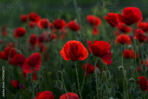 Flowers Red poppies blossom on wild field. Beautiful field red poppies with selective focus. Red poppies in soft light. Opium poppy. Glade of red poppies. Toning. Creative processing in dark low key