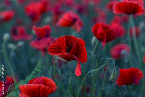 Flowers Red poppies blossom on wild field. Beautiful field red poppies with selective focus. Red poppies in soft light. Opium poppy. Glade of red poppies. Toning. Creative processing in dark low key