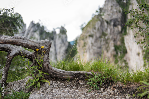 Wurzel neben gelben Blumen mit Berg im Hintergrund
