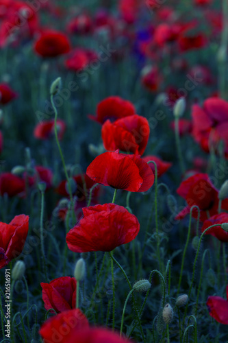 Flowers Red poppies blossom on wild field. Beautiful field red poppies with selective focus. Red poppies in soft light. Opium poppy. Glade of red poppies. Toning. Creative processing in dark low key