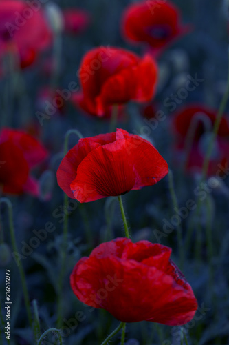 Fototapeta Naklejka Na Ścianę i Meble -  Flowers Red poppies blossom on wild field. Beautiful field red poppies with selective focus. Red poppies in soft light. Opium poppy. Glade of red poppies. Toning. Creative processing in dark low key