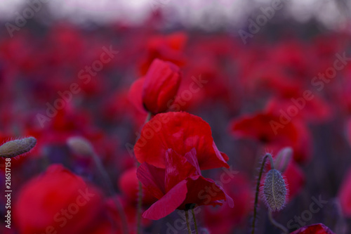 Fototapeta Naklejka Na Ścianę i Meble -  Flowers Red poppies blossom on wild field. Beautiful field red poppies with selective focus. Red poppies in soft light. Opium poppy. Glade of red poppies. Toning. Creative processing in dark low key